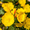 Outsidepride Evening Primrose Seeds - 1/4 Lb. Annual, Hardy, Easy to Grow & Low Maintenance Flower Seeds for Planting Vibrant Soft Yellow Blooms, for Containers, Borders & Erosion Control