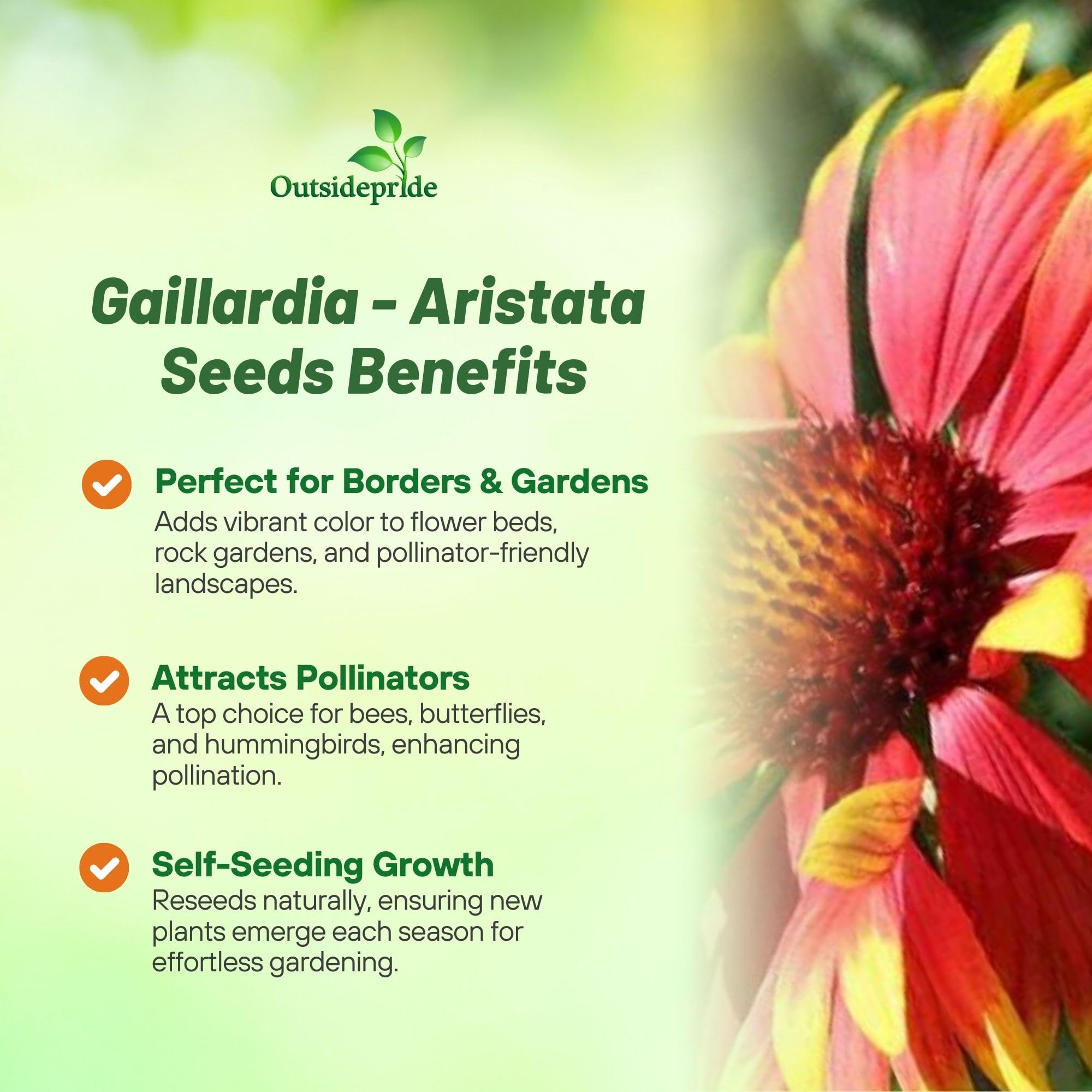 Outsidepride Gaillardia Aristata Red Blanket Flower Seeds for Planting - 1 lb Perennial Wildflower Seeds, Drought-Tolerant for Xeriscaping, Borders, Pollinator Gardens, or Wildflower Mixes