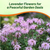 Outsidepride Wild Bergamot Seeds - 1000 Pcs Perennial, Easy to Grow & Pollinator Friendly Monarda Fistulosa Flower Seeds for Planting Aromatic Leaves & Edible Blooms, Ideal for Teas & Potpourri
