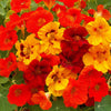 Outsidepride Jewel Mix Nasturtium Seeds - 1/4 lb. Annual, Easy to Grow & Versatile, Flower Seeds for Planting Vibrant Blooms, Ideal for Gardens, Borders, and Pollinator Gardens