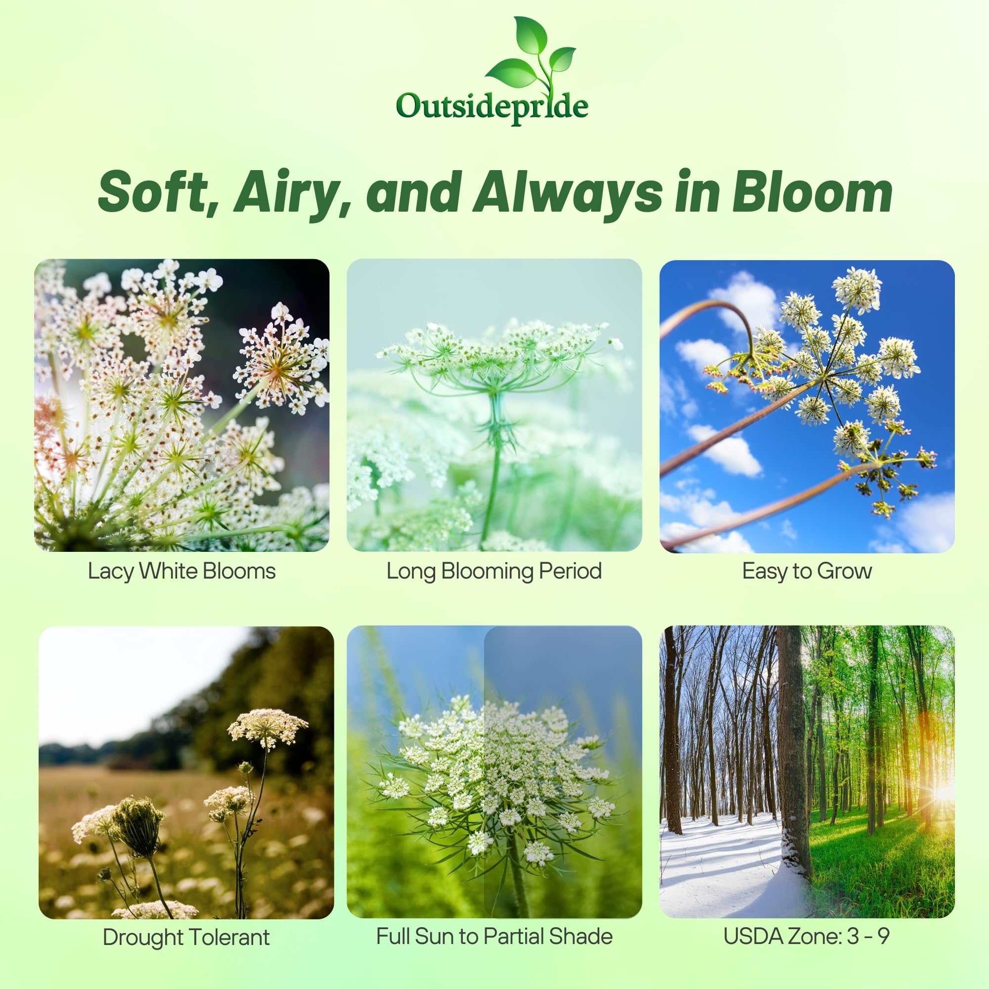 Outsidepride Ammi Majus Bishop's Flower Seeds - 1/4 Lb. Annual, Drought Tolerant, Easy to Grow Queen Anne’s White Lace Flower Seeds for Pollinator Gardens, Elegant Borders & Cut Flowers