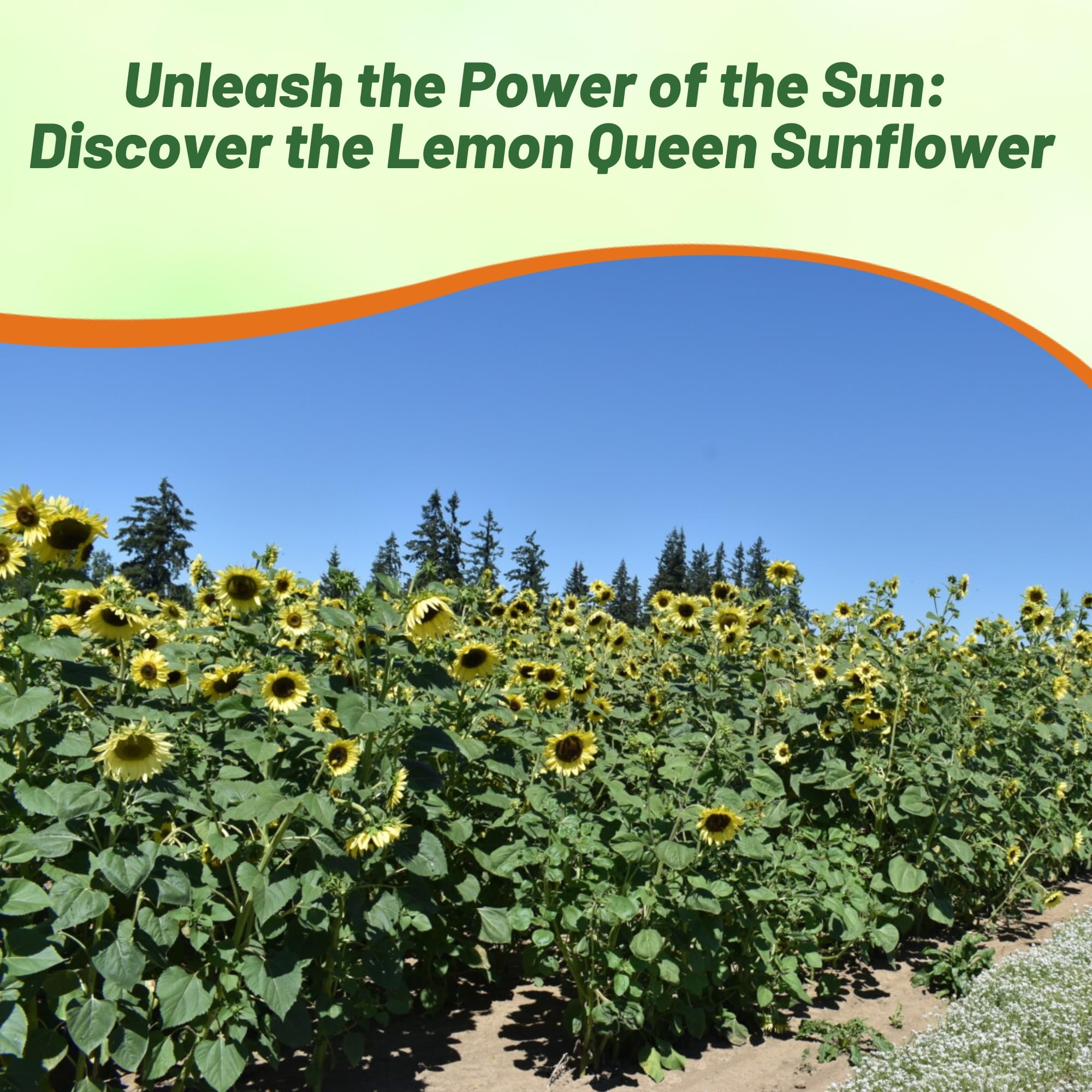 Outsidepride Lemon Queen Sunflower Seeds for Planting - 1/4 Lb. Annual, Easy to Grow Flower Seeds w/Vibrant, Abundant Blooms for Cut Flower Arrangements & Pollinator & Vegetable Gardens