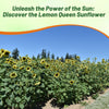 Outsidepride Lemon Queen Sunflower Seeds for Planting - 1/4 Lb. Annual, Easy to Grow Flower Seeds w/Vibrant, Abundant Blooms for Cut Flower Arrangements & Pollinator & Vegetable Gardens