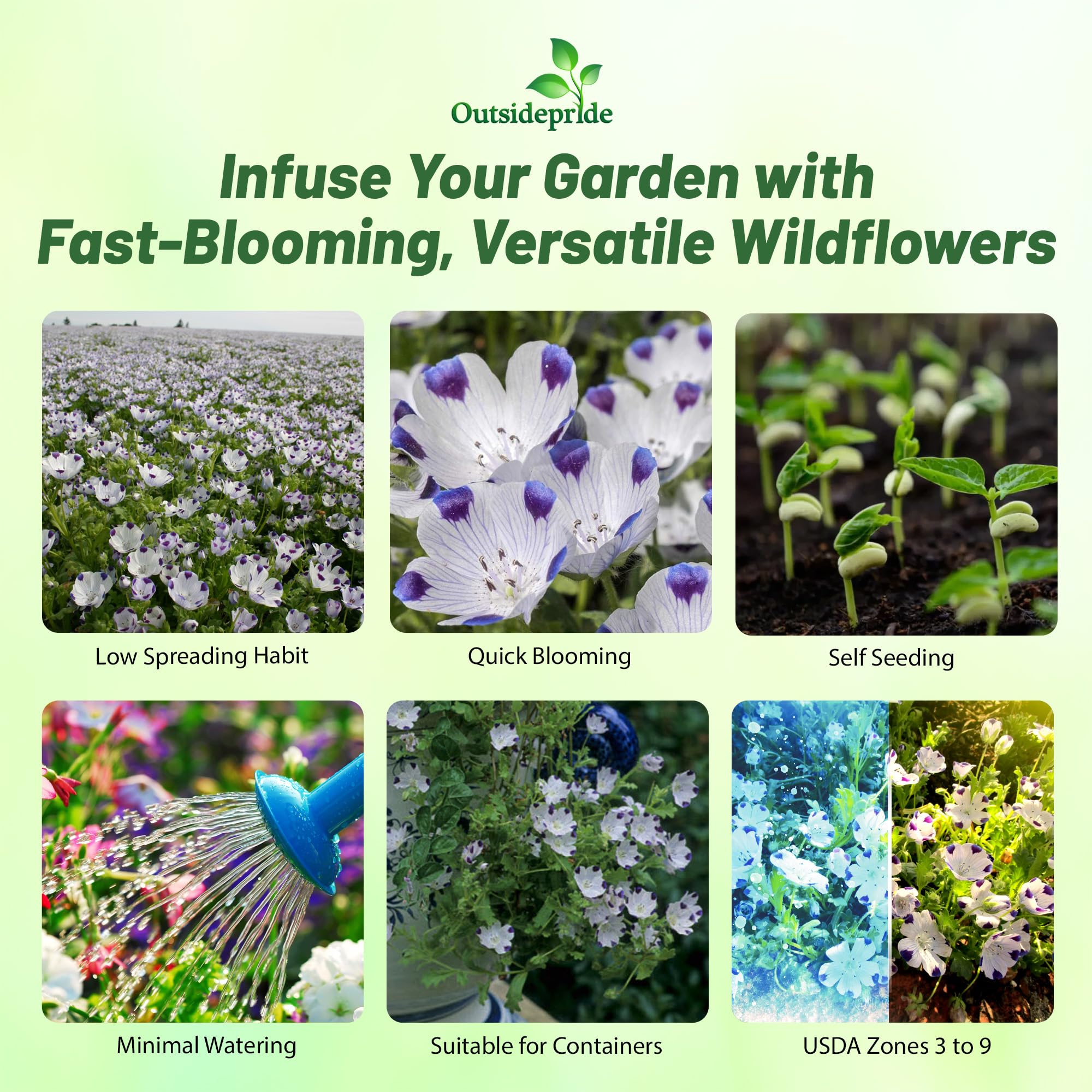 Outsidepride Nemophila Five Spot Annual Flower Seeds - 1/4 Lb. Fast-Growing, Hardy & Self-Seeding Wildflower Seeds for Planting Vibrant Garden Flowers, Easy Blooms for Pollinator Gardens & Baskets
