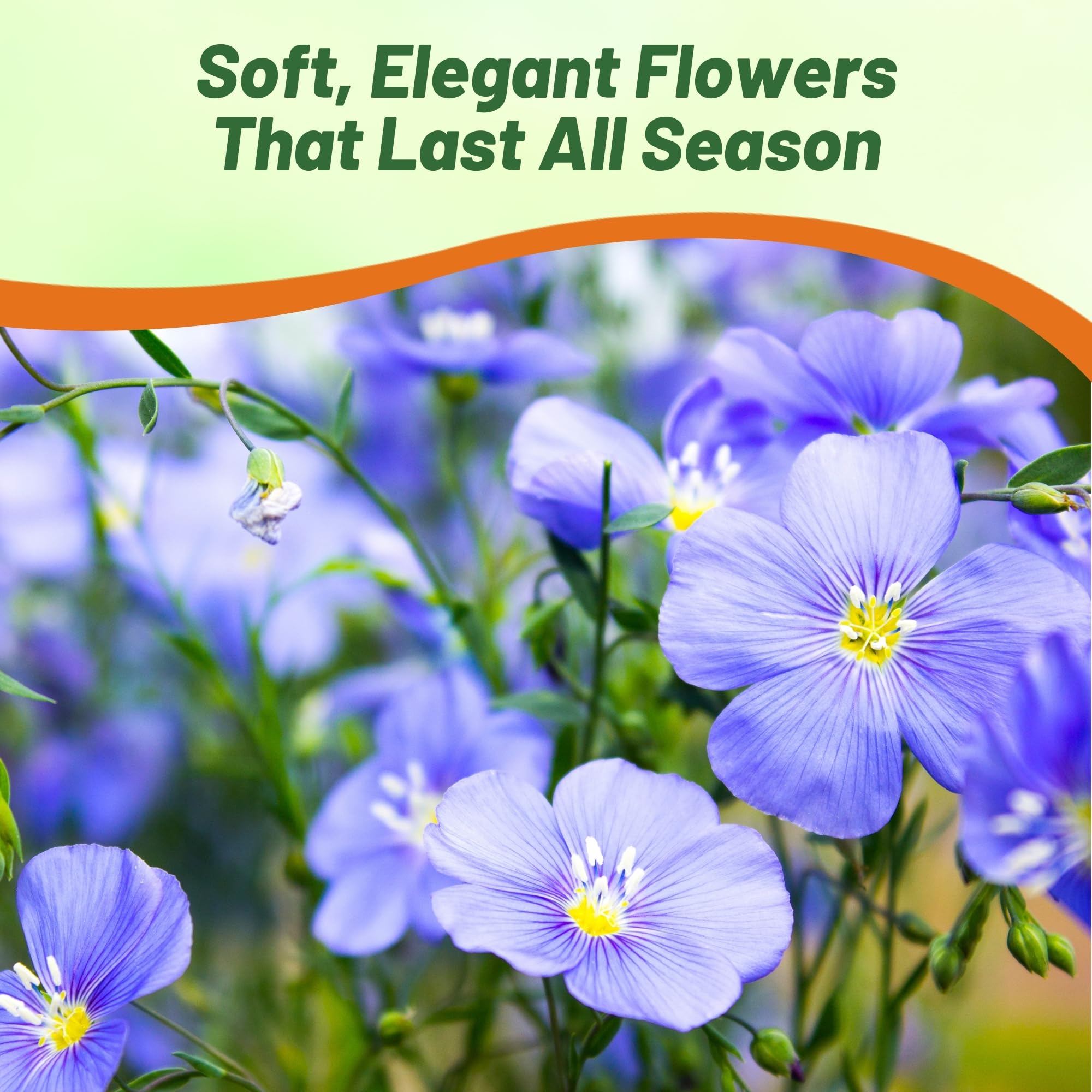 Outsidepride Blue Flax Seeds - 1 lb Perennial Flower Seeds for Planting, Self-Seeding, Drought-Tolerant w/Compact Growth, Ideal for Small Gardens, Meadows, Borders, or Mass Plantings