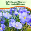Outsidepride Blue Flax Seeds - 1 lb Perennial Flower Seeds for Planting, Self-Seeding, Drought-Tolerant w/Compact Growth, Ideal for Small Gardens, Meadows, Borders, or Mass Plantings