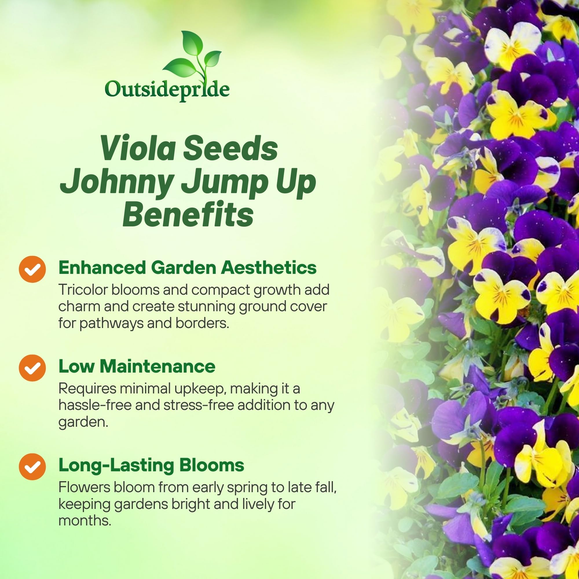 Outsidepride Johnny Jump Up Viola Wild Flower Seeds - 1/8 lb Easy-to-Grow, Compact & Hardy Perennial Seeds for Planting Outdoors, Ideal for Pollinators, Garden Beds, Containers, & Hanging Baskets
