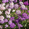 Outsidepride Wild Flower Candytuft Seeds - 1/4 lb. Annual Flower Seeds for Planting with Attractive Flowers, Easy to Grow & Drought Tolerant for Garden Ground Cover, Borders, & Edging