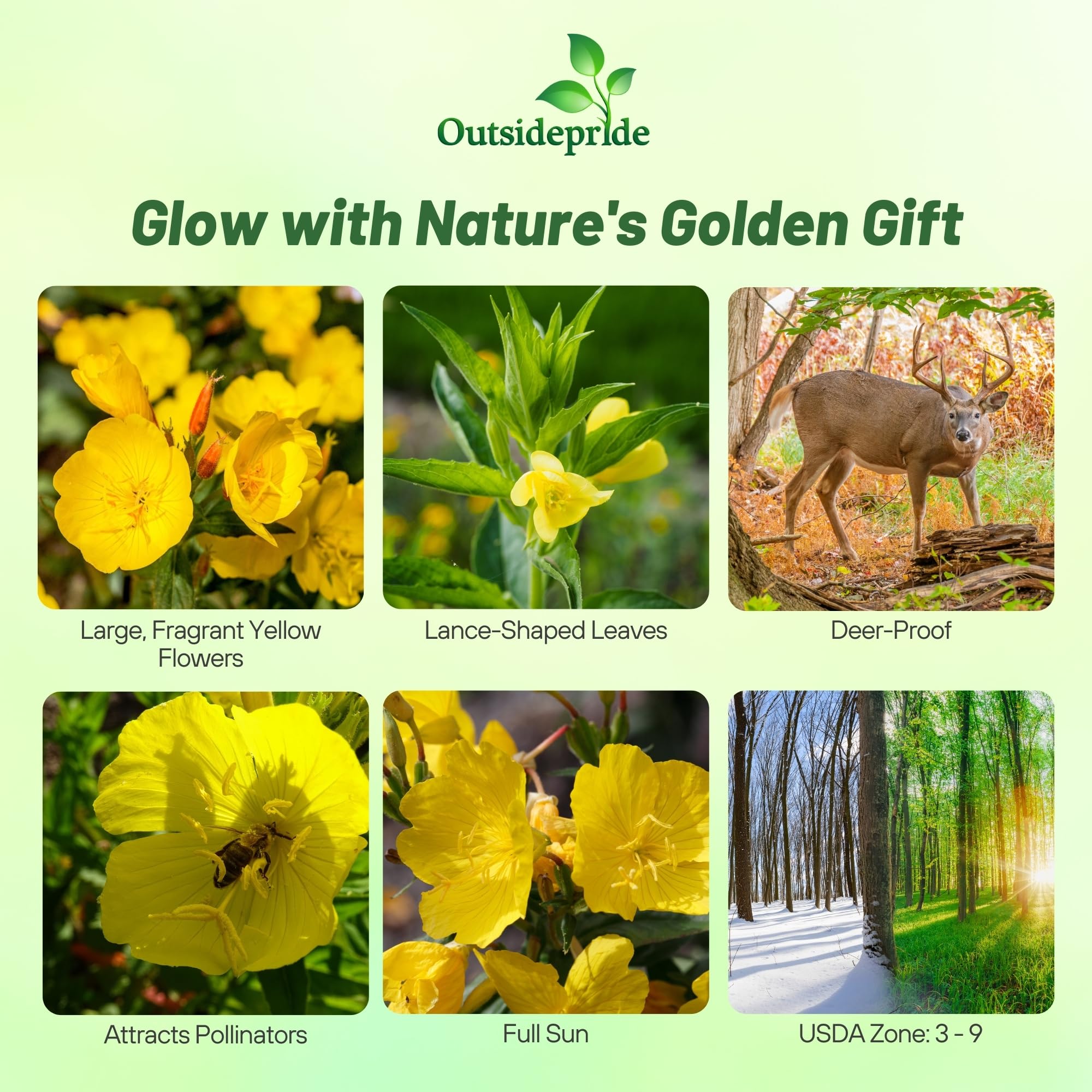 Outsidepride Evening Primrose Seeds - 1/4 Lb. Annual, Hardy, Easy to Grow & Low Maintenance Flower Seeds for Planting Vibrant Soft Yellow Blooms, for Containers, Borders & Erosion Control
