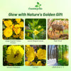 Outsidepride Evening Primrose Seeds - 1/4 Lb. Annual, Hardy, Easy to Grow & Low Maintenance Flower Seeds for Planting Vibrant Soft Yellow Blooms, for Containers, Borders & Erosion Control