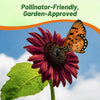 Outsidepride Chocolate Cherry Sunflower Seeds for Planting - 1/4 Lb. Annual, Easy to Grow Flower Seeds w/Vibrant, Abundant Blooms for Cut Flower Arrangements & Pollinator & Vegetable Gardens