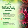 Outsidepride Chocolate Cherry Sunflower Seeds for Planting - 1/4 Lb. Annual, Easy to Grow Flower Seeds w/Vibrant, Abundant Blooms for Cut Flower Arrangements & Pollinator & Vegetable Gardens