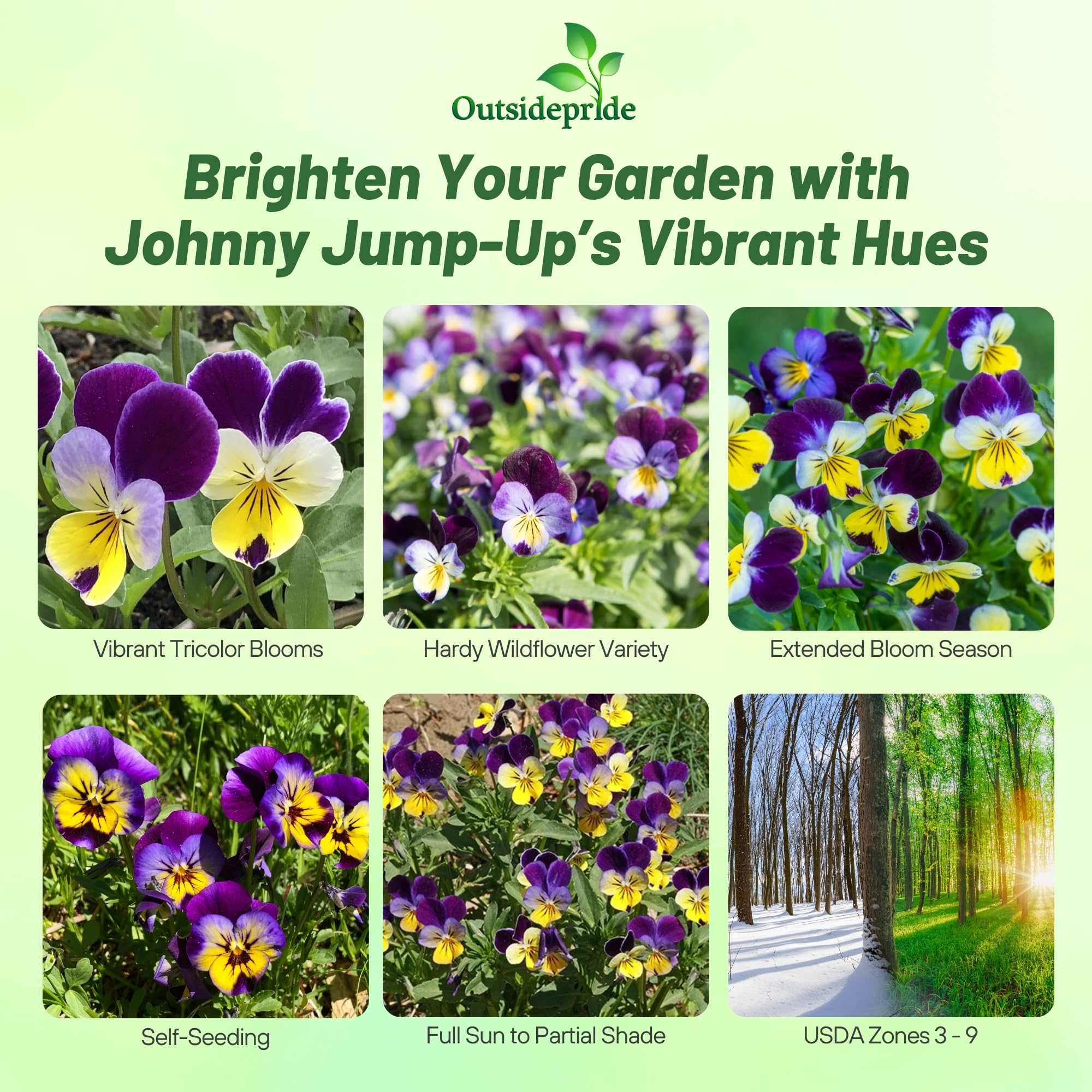 Outsidepride Johnny Jump Up Viola Wild Flower Seeds - 1/8 lb Easy-to-Grow, Compact & Hardy Perennial Seeds for Planting Outdoors, Ideal for Pollinators, Garden Beds, Containers, & Hanging Baskets