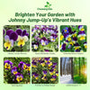 Outsidepride Johnny Jump Up Viola Wild Flower Seeds - 1/8 lb Easy-to-Grow, Compact & Hardy Perennial Seeds for Planting Outdoors, Ideal for Pollinators, Garden Beds, Containers, & Hanging Baskets