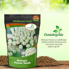 Outsidepride Ammi Majus Bishop's Flower Seeds - 1/4 Lb. Annual, Drought Tolerant, Easy to Grow Queen Anne’s White Lace Flower Seeds for Pollinator Gardens, Elegant Borders & Cut Flowers