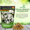 Outsidepride Achillea Millefolium Wild White Yarrow Seeds - 5 Lbs. Perennial Flower Seeds, Drought Resistant, Low Maintenance & Easy Planting for Beautiful Garden & Fireflies Attraction