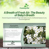 Outsidepride Gypsophila White Baby's Breath Seeds - 5000 Pcs. Annual Hardy, Easy to Grow & Drought Tolerant Wild Flower Seeds for Planting Vibrant Blooms in Pollinator Gardens & Floral Arrangements