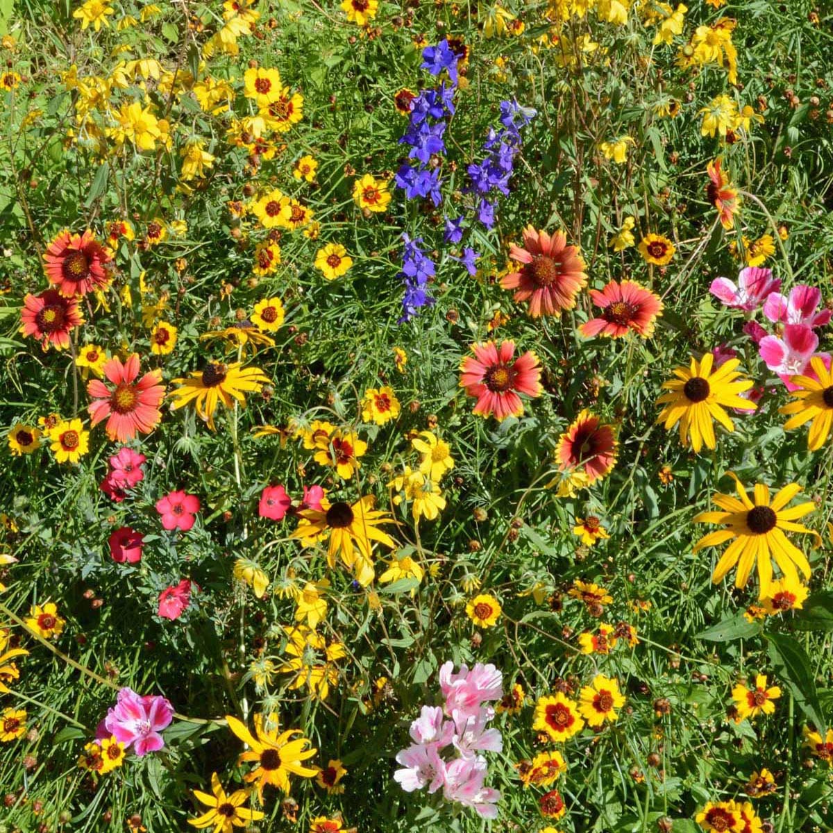 Outsidepride Mountain Wild Flower Seed Mix - 5 lbs Premium Blend of Annual & Perennial Wildflower Seeds for High-Elevation in USDA Zones 3-8, Ideal for Mountain Gardens, Low-Maintenance & Easy to Grow