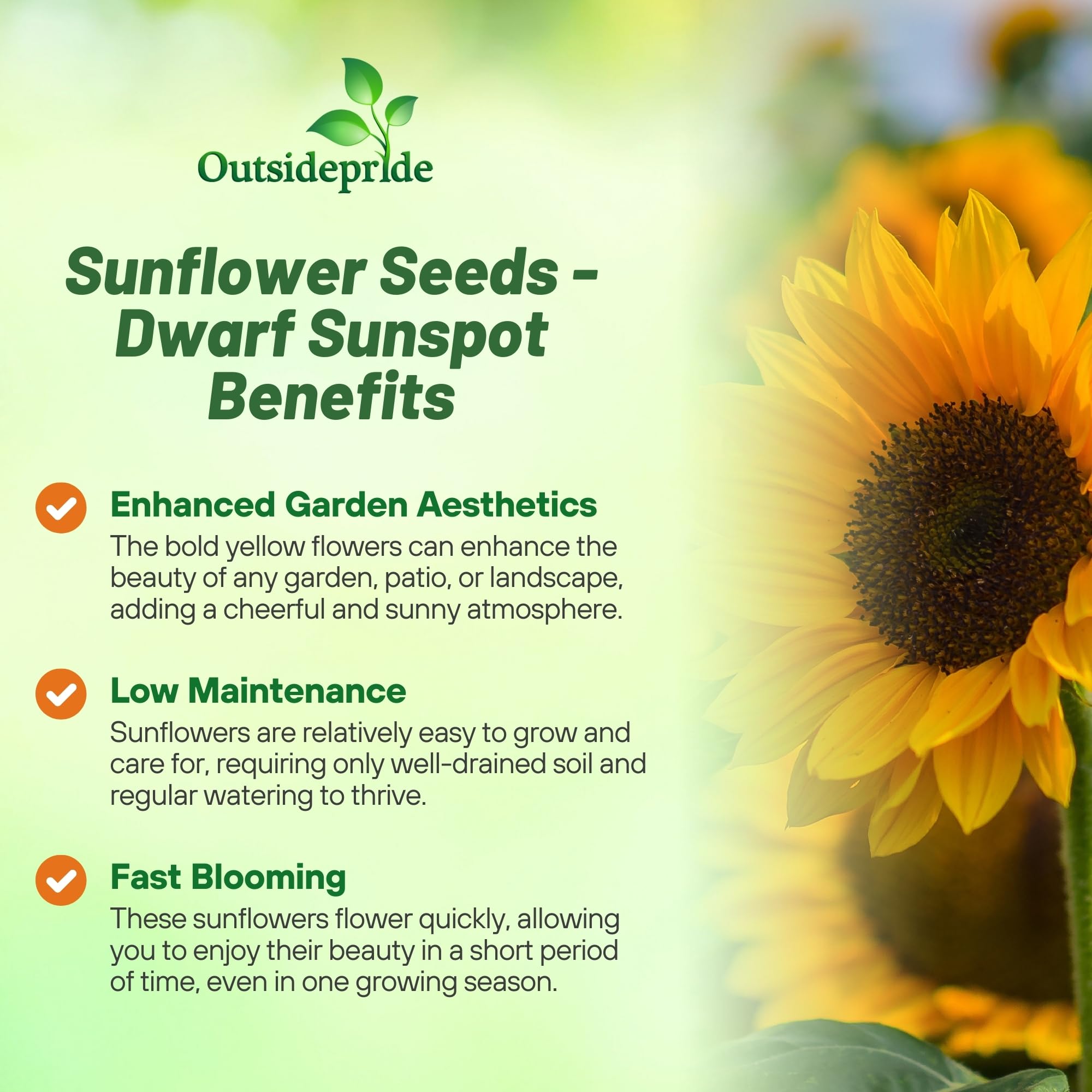 Outsidepride Dwarf Sunspot Sunflower Seeds for Planting - 1 Lb. Annual, Easy to Grow Flower Seeds w/Vibrant, Abundant Blooms for Cut Flower Arrangements & Pollinator & Vegetable Gardens