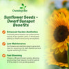 Outsidepride Dwarf Sunspot Sunflower Seeds for Planting - 1 Lb. Annual, Easy to Grow Flower Seeds w/Vibrant, Abundant Blooms for Cut Flower Arrangements & Pollinator & Vegetable Gardens