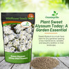 Outsidepride Perennial Sweet Alyssum Seeds - 1 lb. White Lobularia Maritima Seeds for Ground Cover, Pollinator-Friendly Gardens, Drought-Tolerant Landscaping, Easy-to-Grow in USDA Zones 7-9