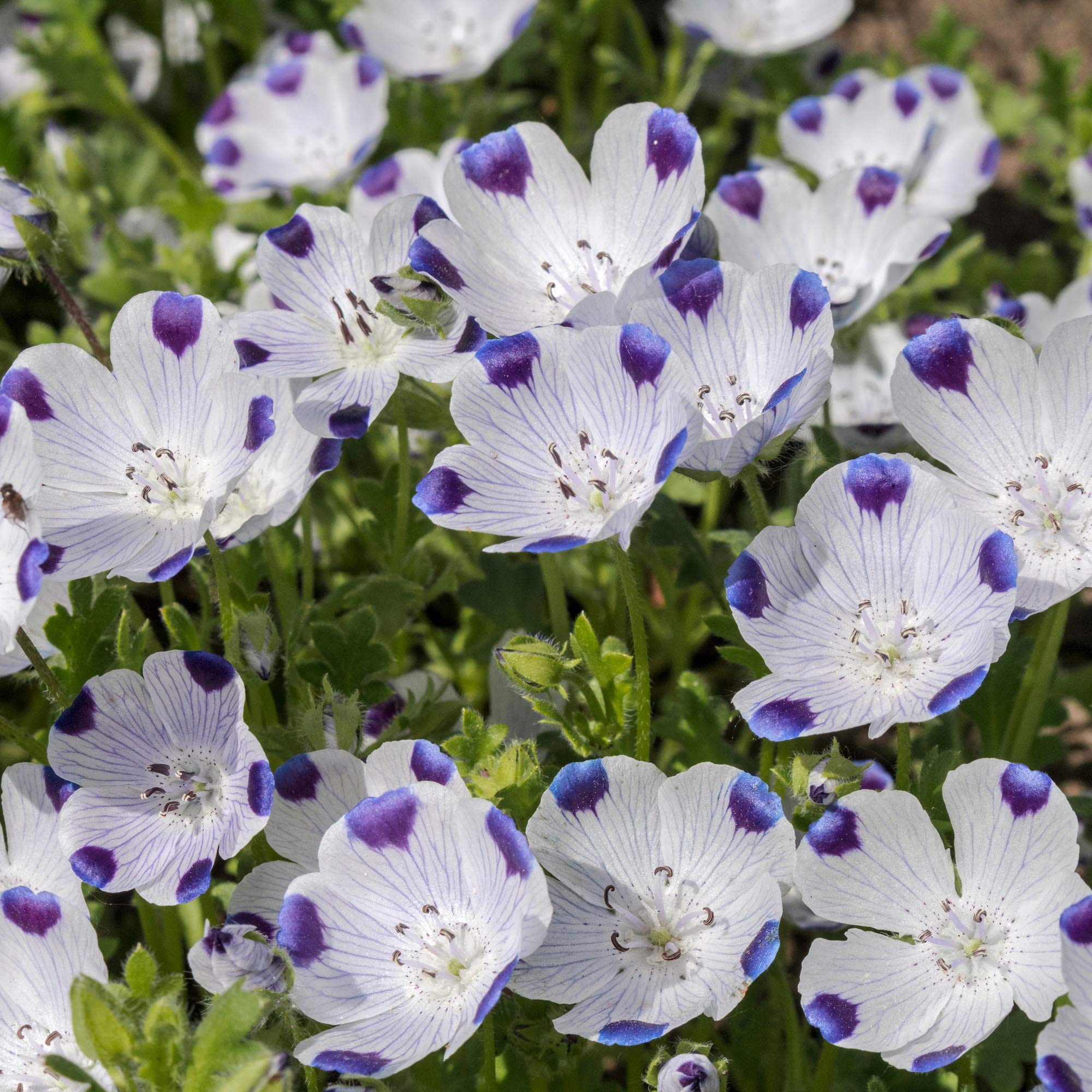 Outsidepride Nemophila Five Spot Annual Flower Seeds - 1/4 Lb. Fast-Growing, Hardy & Self-Seeding Wildflower Seeds for Planting Vibrant Garden Flowers, Easy Blooms for Pollinator Gardens & Baskets