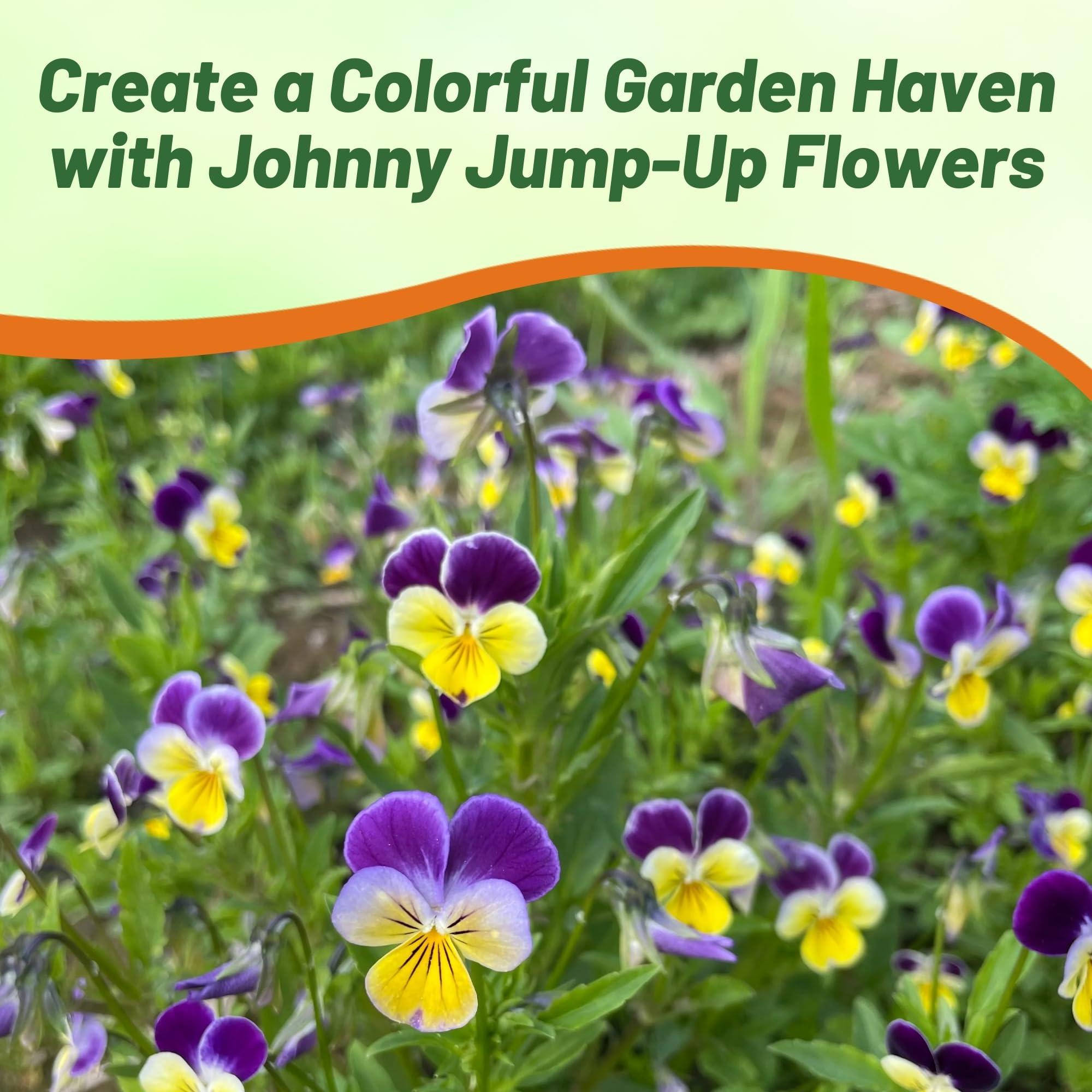 Outsidepride Johnny Jump Up Viola Wild Flower Seeds - 1/8 lb Easy-to-Grow, Compact & Hardy Perennial Seeds for Planting Outdoors, Ideal for Pollinators, Garden Beds, Containers, & Hanging Baskets
