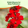 Outsidepride Scarlet Phlox Seeds - 1/2 lb. Annual, Compact & Self-Seeding Flower Seeds for Planting Vibrant Rose-Red Blooms in Pollinator Gardens, Borders, Containers & Floral Arrangements