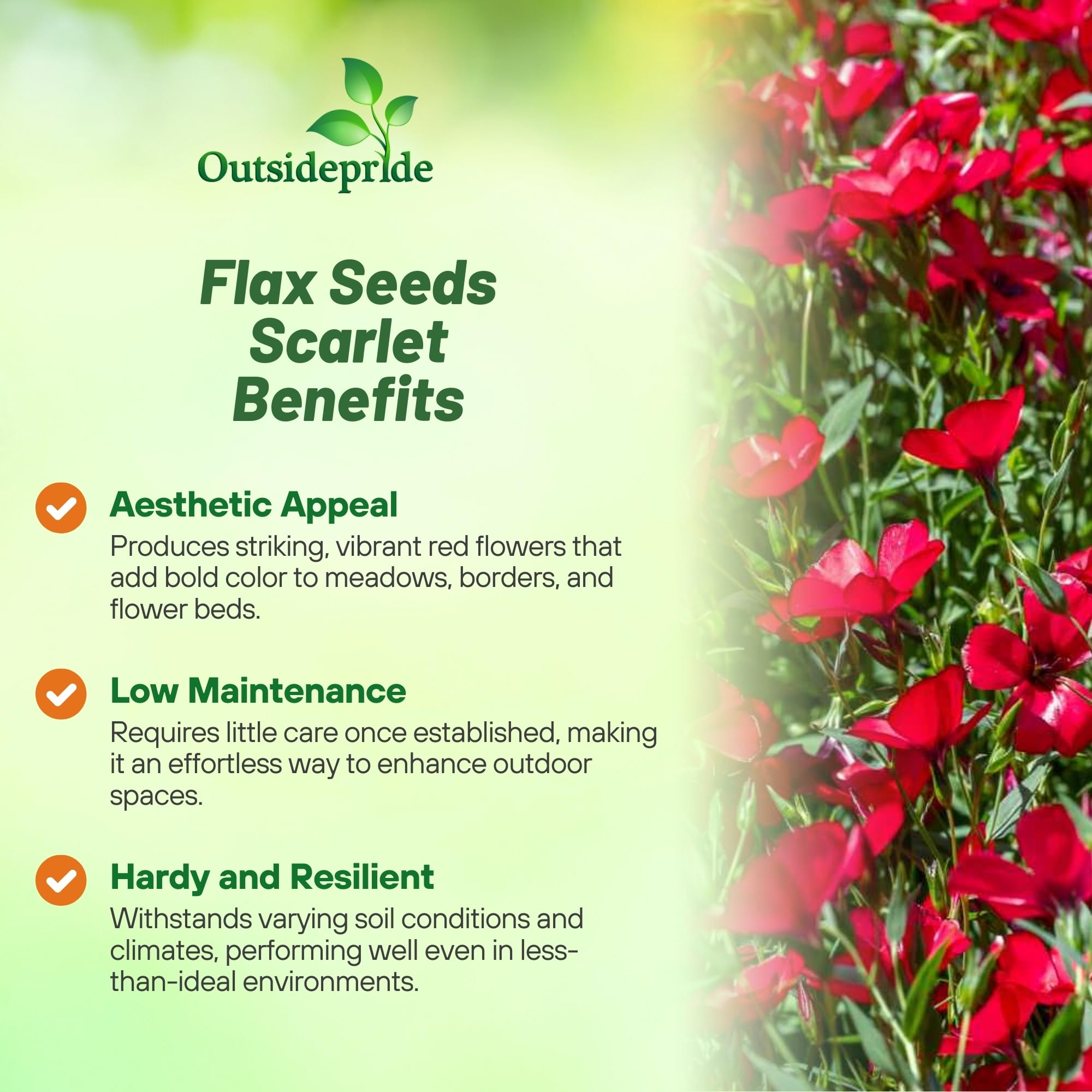 Outsidepride Scarlet Flax Seeds - 1/4 lb Annual Flower Seeds for Planting, Self-Seeding, Drought-Tolerant w/Compact Growth, for Small Gardens, Meadows, Borders, or Mass Plantings