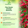 Outsidepride Scarlet Flax Seeds - 1/4 lb Annual Flower Seeds for Planting, Self-Seeding, Drought-Tolerant w/Compact Growth, for Small Gardens, Meadows, Borders, or Mass Plantings
