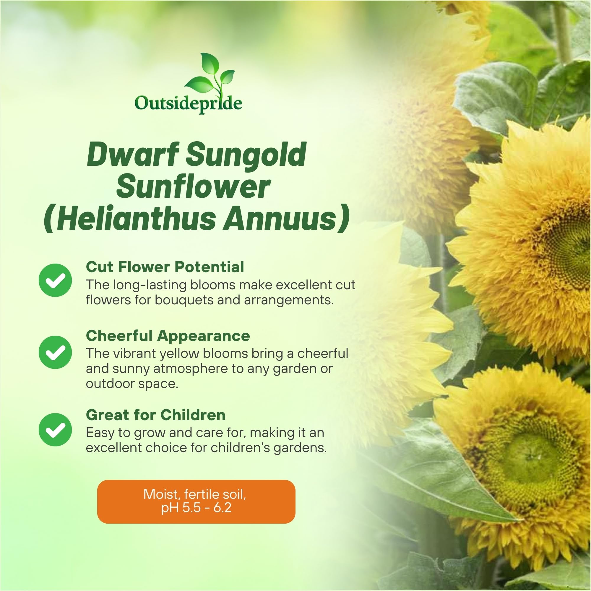 Outsidepride Dwarf Sungold Sunflower Seeds for Planting - 1 Lb. Annual, Easy to Grow Flower Seeds w/Vibrant, Abundant Blooms for Cut Flower Arrangements & Pollinator & Vegetable Gardens