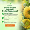 Outsidepride Dwarf Sungold Sunflower Seeds for Planting - 1 Lb. Annual, Easy to Grow Flower Seeds w/Vibrant, Abundant Blooms for Cut Flower Arrangements & Pollinator & Vegetable Gardens