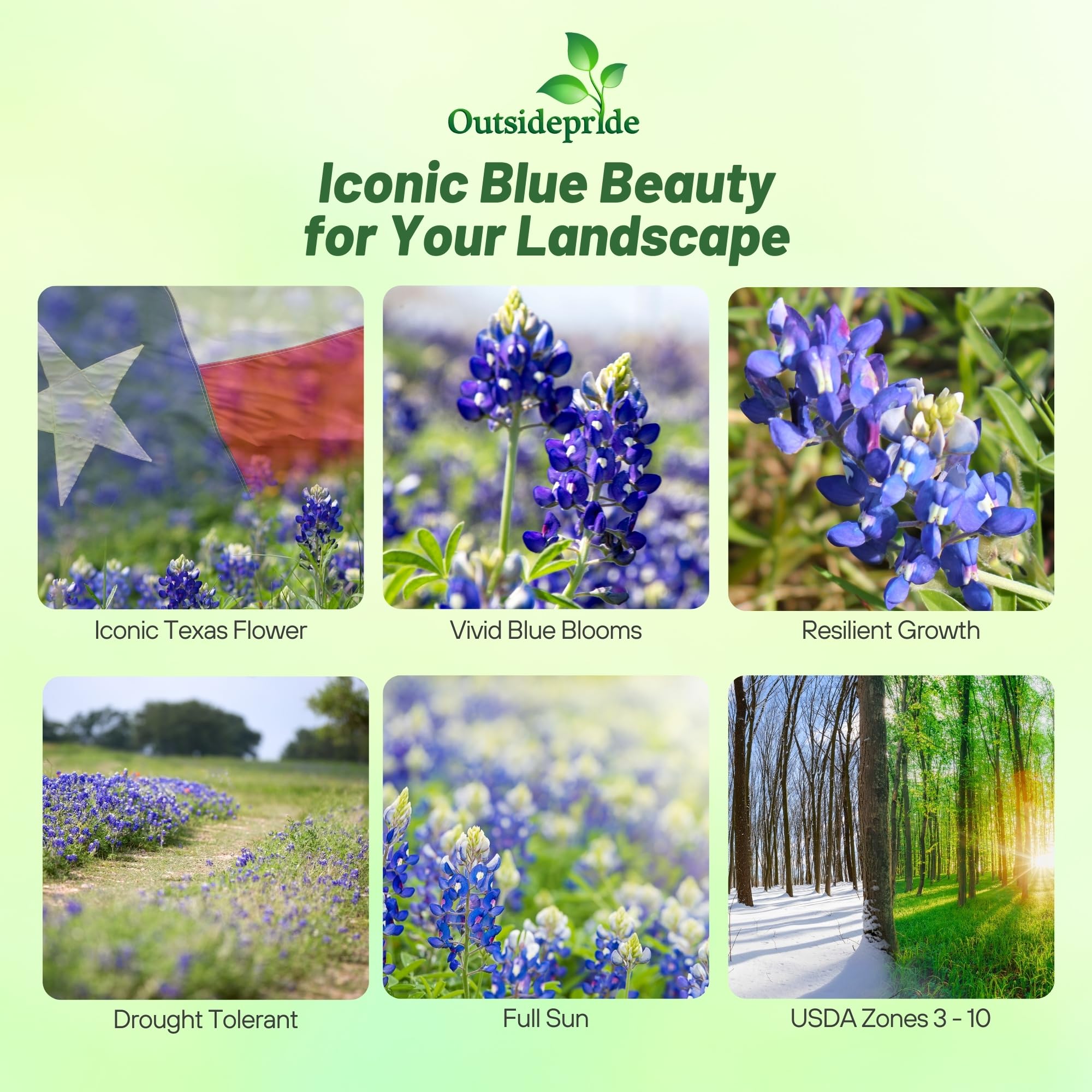 Outsidepride Texas Bluebonnet Seeds - 1 lb. Annual Lupinus Texensis, Heirloom Quality, Drought-Tolerant Wildflower Seeds w/Blue Blooms for Vibrant Spring Displays, Landscape, & Attracts Pollinators