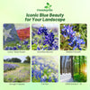 Outsidepride Texas Bluebonnet Seeds - 1 lb. Annual Lupinus Texensis, Heirloom Quality, Drought-Tolerant Wildflower Seeds w/Blue Blooms for Vibrant Spring Displays, Landscape, & Attracts Pollinators