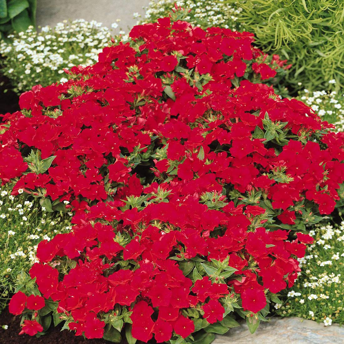 Outsidepride Scarlet Phlox Seeds - 1/2 lb. Annual, Compact & Self-Seeding Flower Seeds for Planting Vibrant Rose-Red Blooms in Pollinator Gardens, Borders, Containers & Floral Arrangements
