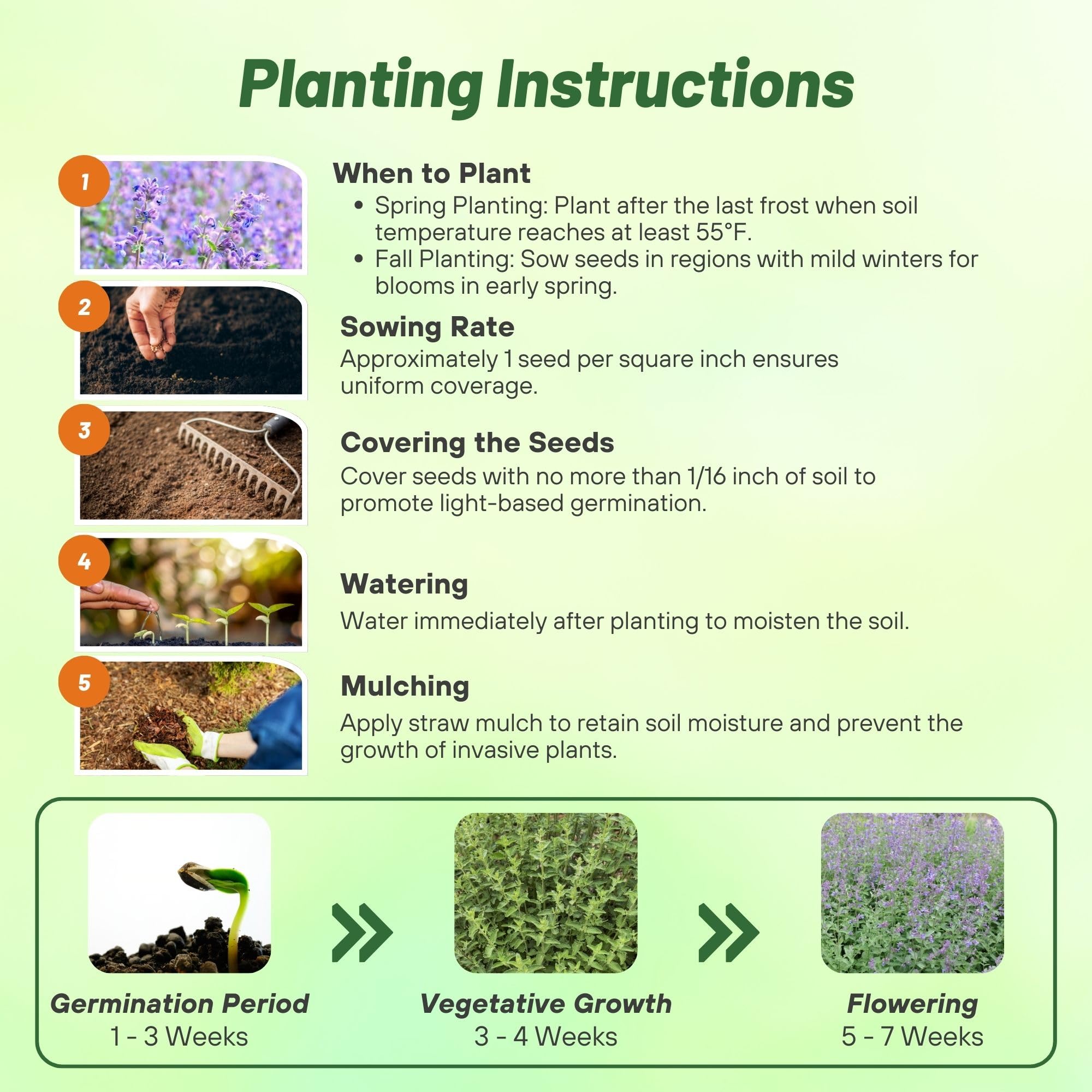 Outsidepride Nepeta Cataria Catnip Seeds for Planting – 1/4 lb. Perennial, Pollinator-Friendly, Drought-Tolerant, & Low Maintenance Herb Seeds with Fragrant Blue Blooms, Ideal Fresh Catnip for Cats