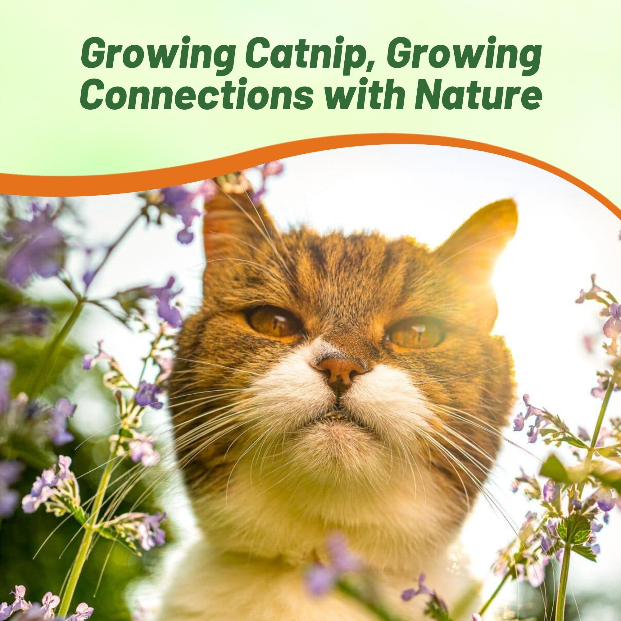 Outsidepride Nepeta Cataria Catnip Seeds for Planting – 1/4 lb. Perennial, Pollinator-Friendly, Drought-Tolerant, & Low Maintenance Herb Seeds with Fragrant Blue Blooms, Ideal Fresh Catnip for Cats