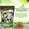 Outsidepride Achillea Millefolium Wild White Yarrow Seeds - 1/4 Lb. Perennial Flower Seeds, Drought Resistant, Low Maintenance & Easy Planting for Beautiful Garden & Fireflies Attraction