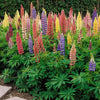 Outsidepride Mixed Russells Lupine Seeds - 1/4 Lb. Perennial, Self-Sowing, Cold Hardy & Frost Tolerant Wildflower Seeds for Fall Planting, Ideal for Attracting Pollinators & Hummingbirds