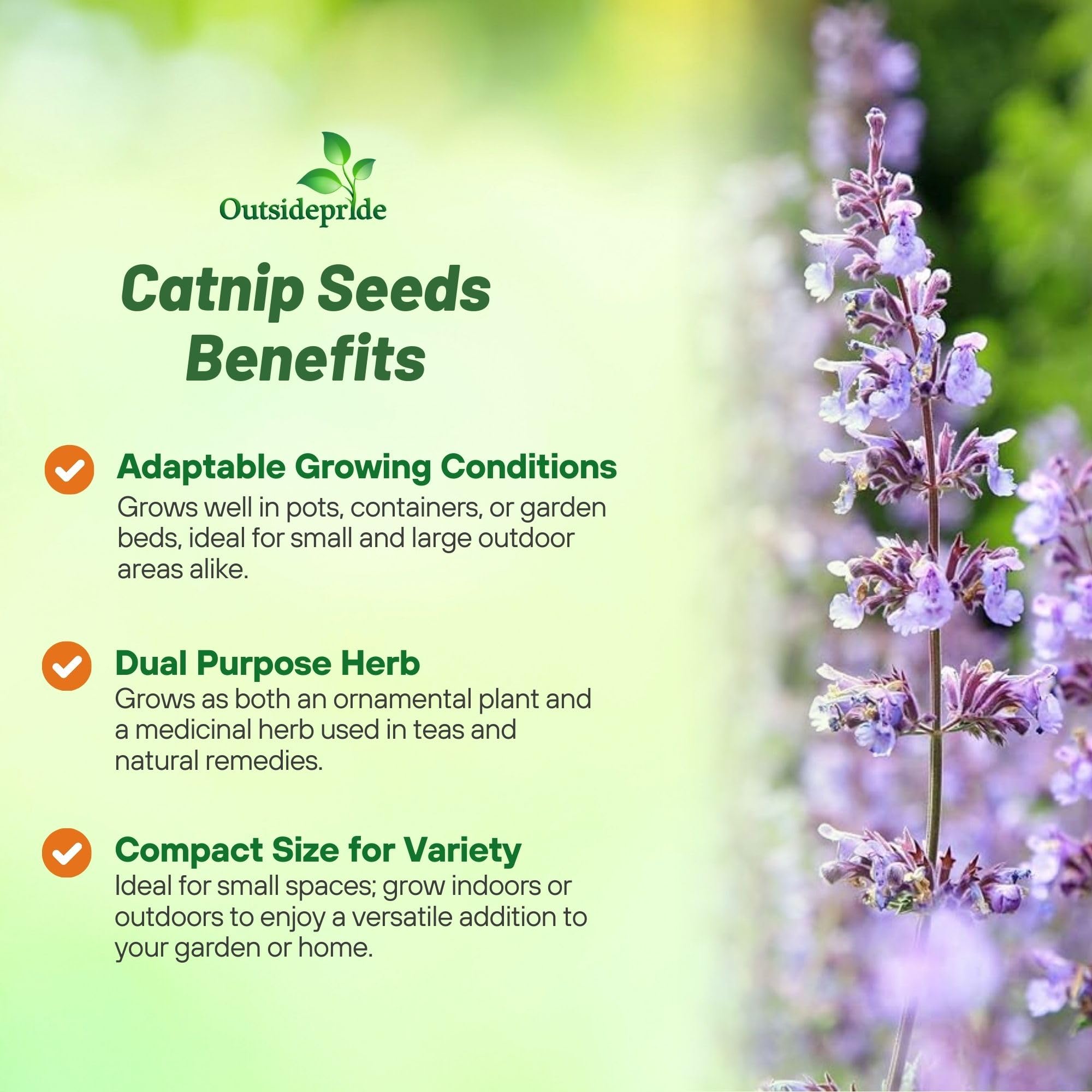 Outsidepride Nepeta Cataria Catnip Seeds for Planting – 1/4 lb. Perennial, Pollinator-Friendly, Drought-Tolerant, & Low Maintenance Herb Seeds with Fragrant Blue Blooms, Ideal Fresh Catnip for Cats