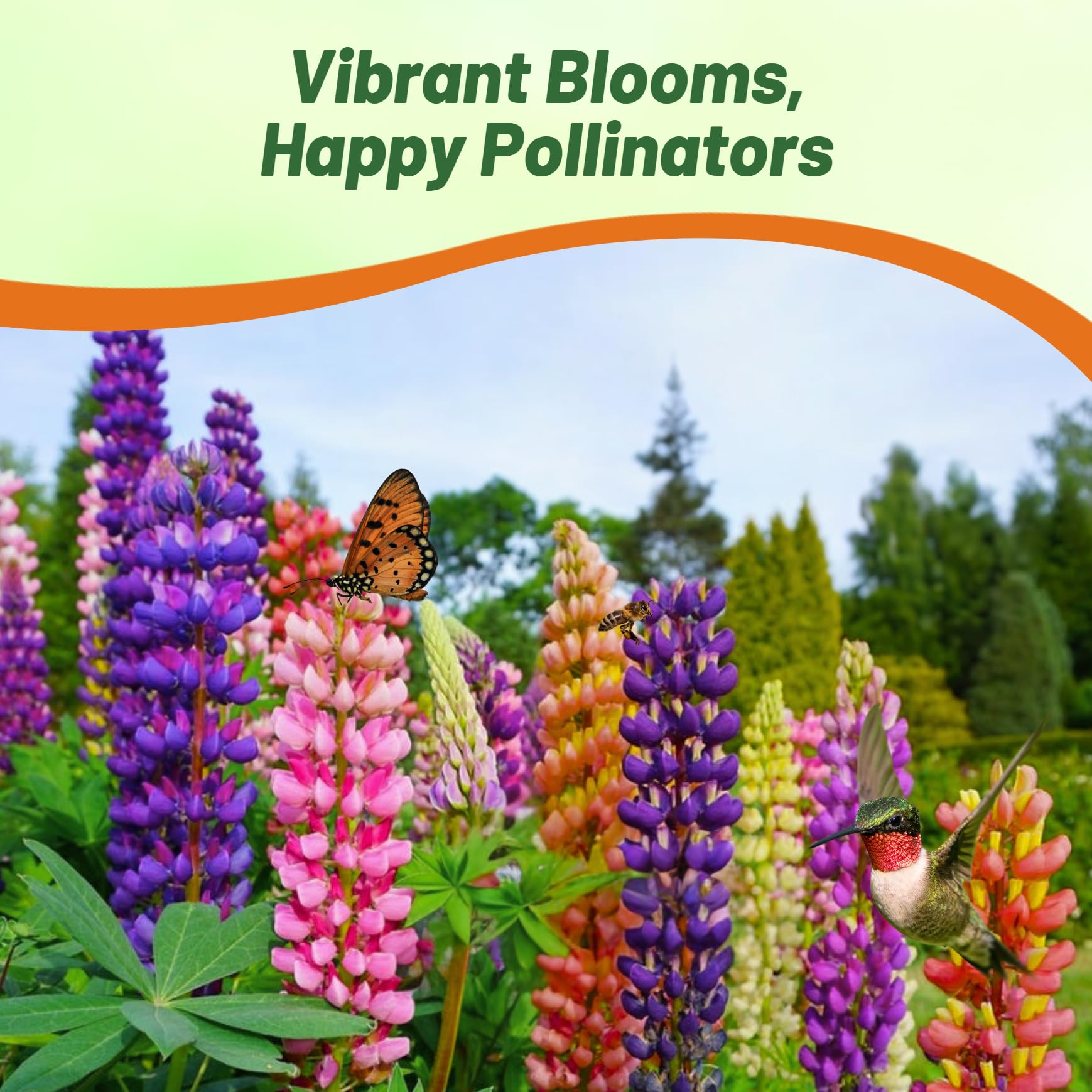 Outsidepride Mixed Russells Lupine Seeds - 1/4 Lb. Perennial, Self-Sowing, Cold Hardy & Frost Tolerant Wildflower Seeds for Fall Planting, Ideal for Attracting Pollinators & Hummingbirds