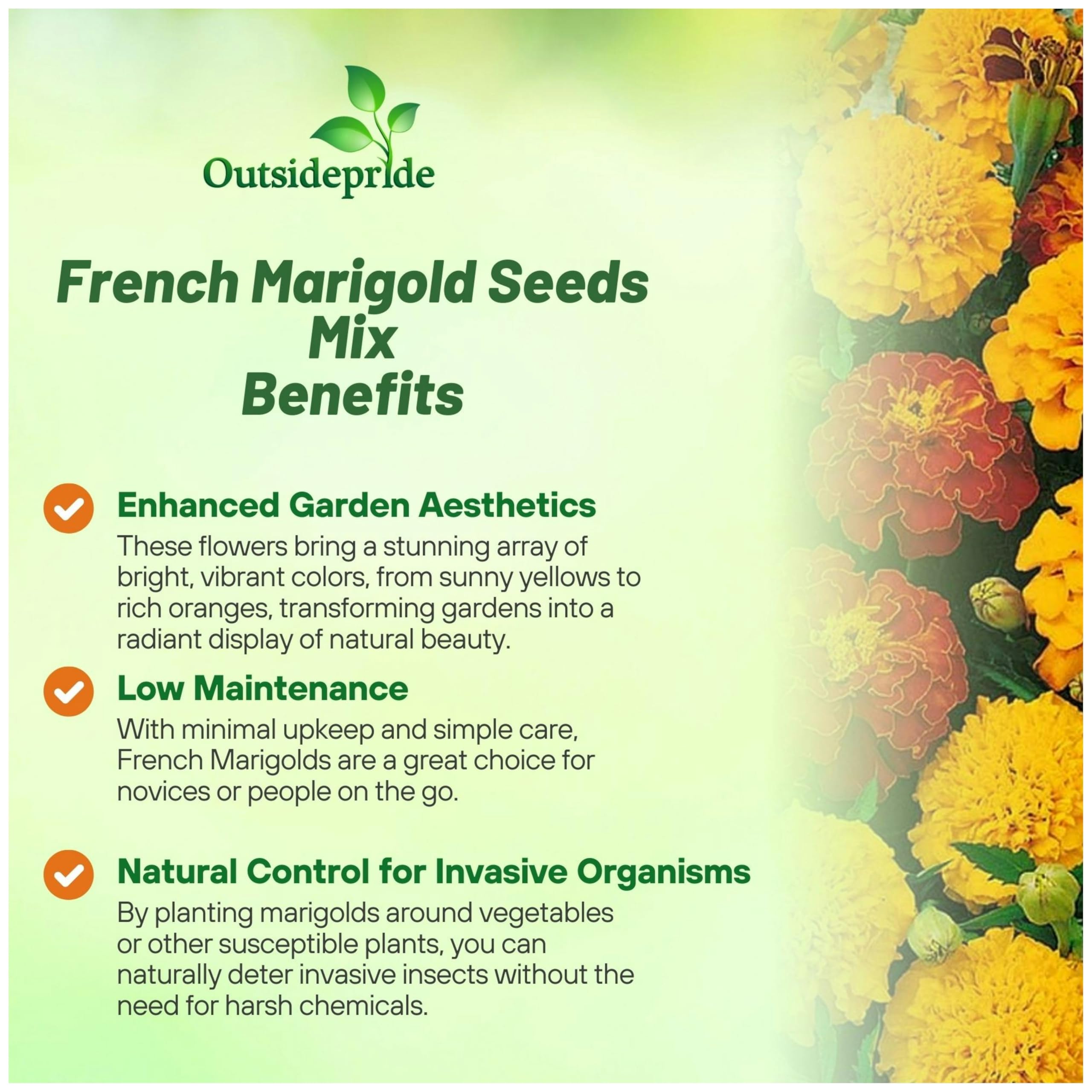 Outsidepride French Marigold Seeds Mix - 1/4 Lb. Annual, Compact, Heat & Drought Tolerant Flower Seeds for Planting w/Orange & Yellow Prolific Blooms, Ideal for Vibrant Pollinator Gardens