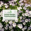Outsidepride Nemophila Five Spot Annual Flower Seeds - 1/4 Lb. Fast-Growing, Hardy & Self-Seeding Wildflower Seeds for Planting Vibrant Garden Flowers, Easy Blooms for Pollinator Gardens & Baskets
