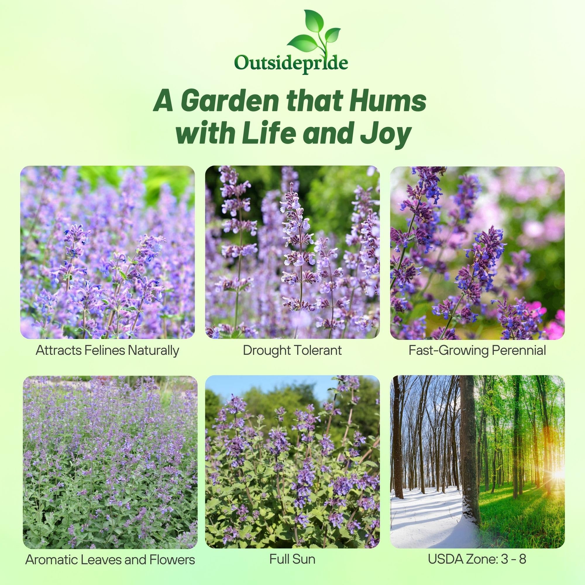 Outsidepride Nepeta Cataria Catnip Seeds for Planting – 1/4 lb. Perennial, Pollinator-Friendly, Drought-Tolerant, & Low Maintenance Herb Seeds with Fragrant Blue Blooms, Ideal Fresh Catnip for Cats