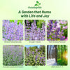 Outsidepride Nepeta Cataria Catnip Seeds for Planting – 1/4 lb. Perennial, Pollinator-Friendly, Drought-Tolerant, & Low Maintenance Herb Seeds with Fragrant Blue Blooms, Ideal Fresh Catnip for Cats