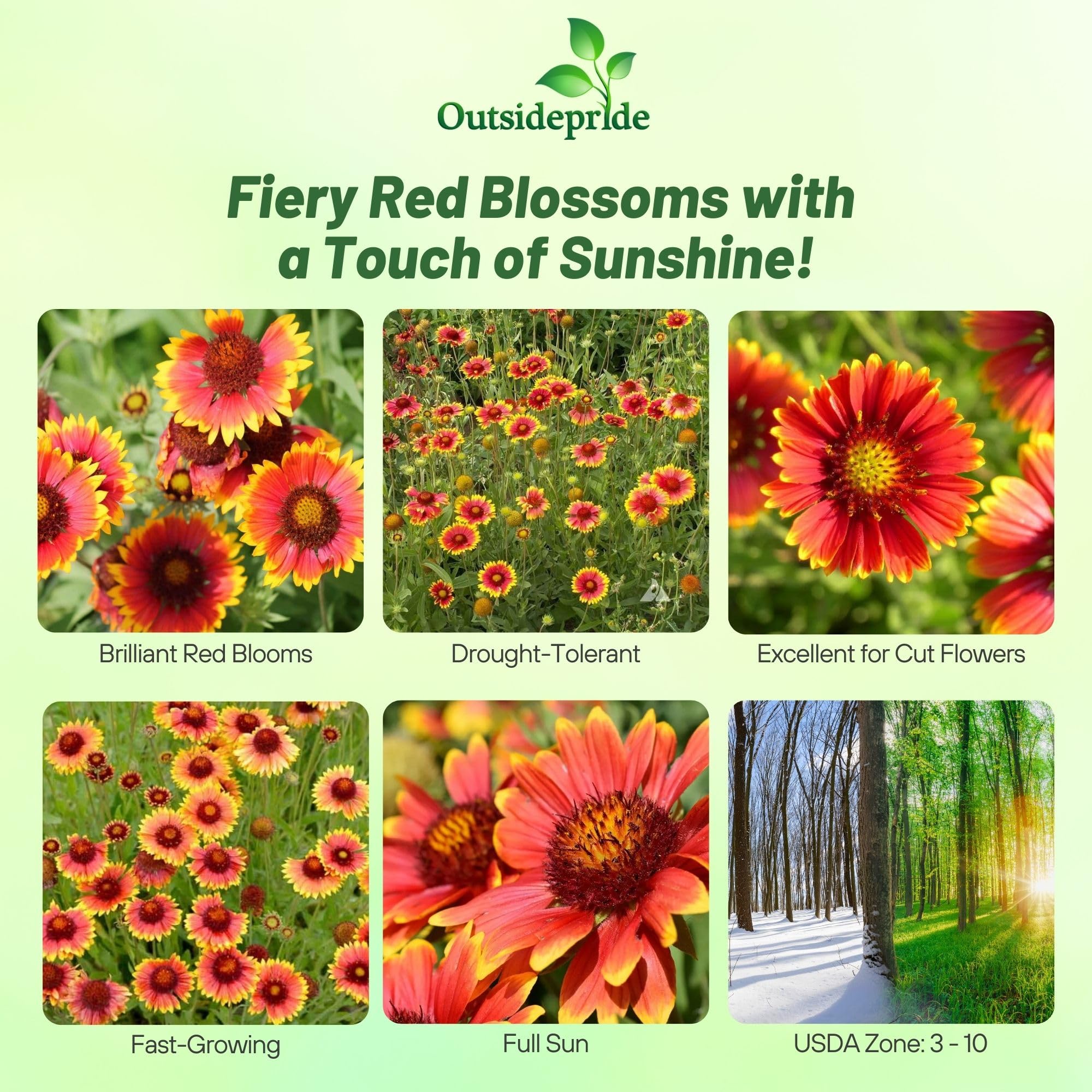 Outsidepride Gaillardia Aristata Red Blanket Flower Seeds for Planting - 1 lb Perennial Wildflower Seeds, Drought-Tolerant for Xeriscaping, Borders, Pollinator Gardens, or Wildflower Mixes