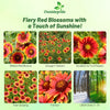 Outsidepride Gaillardia Aristata Red Blanket Flower Seeds for Planting - 1 lb Perennial Wildflower Seeds, Drought-Tolerant for Xeriscaping, Borders, Pollinator Gardens, or Wildflower Mixes