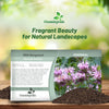 Outsidepride Wild Bergamot Seeds - 1000 Pcs Perennial, Easy to Grow & Pollinator Friendly Monarda Fistulosa Flower Seeds for Planting Aromatic Leaves & Edible Blooms, Ideal for Teas & Potpourri