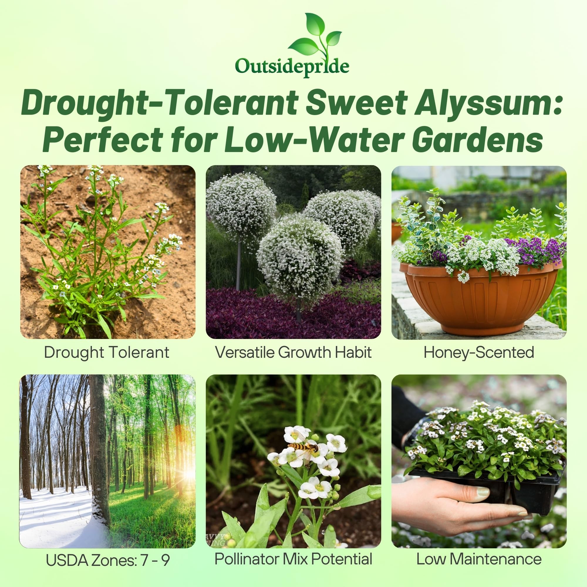 Outsidepride Perennial Sweet Alyssum Seeds - 1 lb. White Lobularia Maritima Seeds for Ground Cover, Pollinator-Friendly Gardens, Drought-Tolerant Landscaping, Easy-to-Grow in USDA Zones 7-9