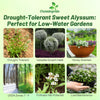 Outsidepride Perennial Sweet Alyssum Seeds - 1 lb. White Lobularia Maritima Seeds for Ground Cover, Pollinator-Friendly Gardens, Drought-Tolerant Landscaping, Easy-to-Grow in USDA Zones 7-9